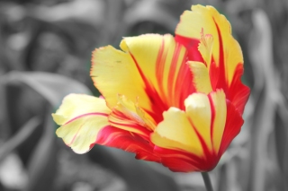 yellow tulip2